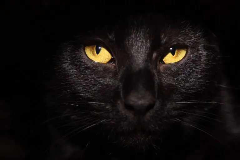 BlackCat