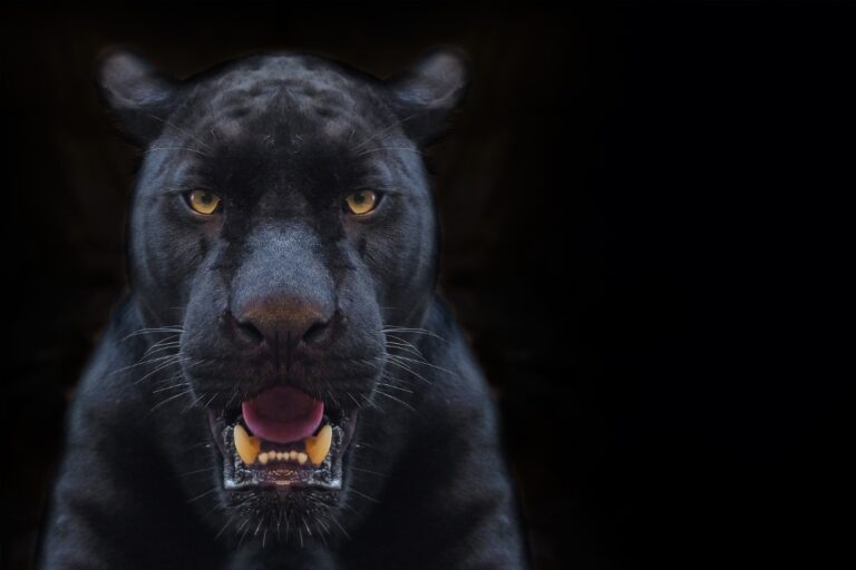 black-panther-shot-close-up-with-black-background